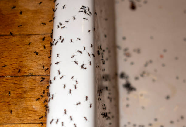 Best Residential Pest Control  in Centerville, IN