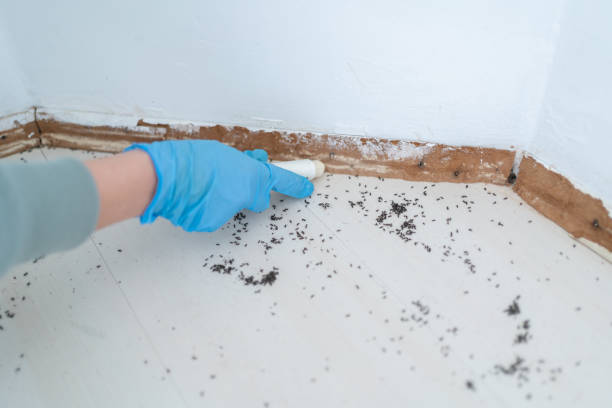 Best Termite Control Services  in Centerville, IN